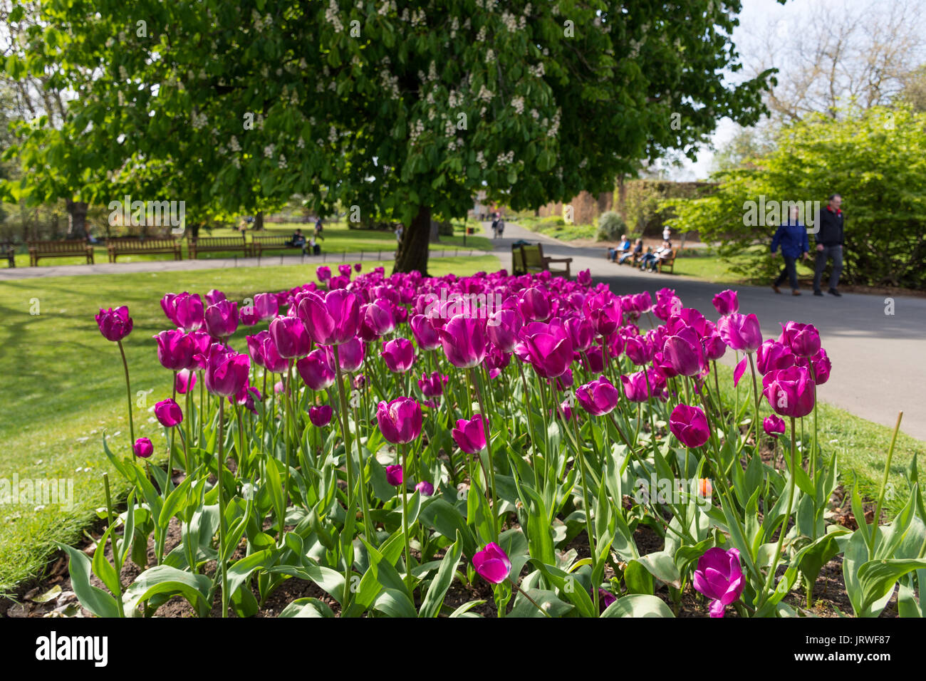 Botanical Gardens Glasgow Stock Photo