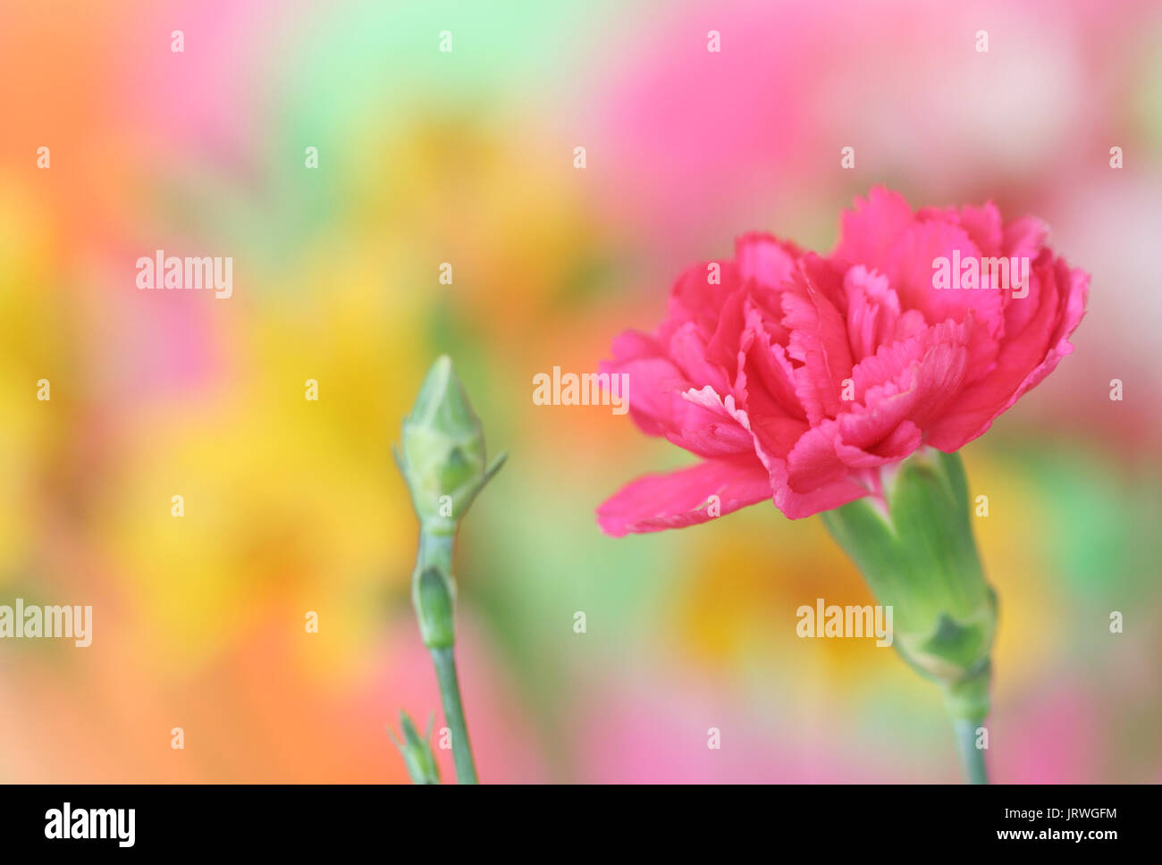 Close-up of pink carnation flower Stock Photo