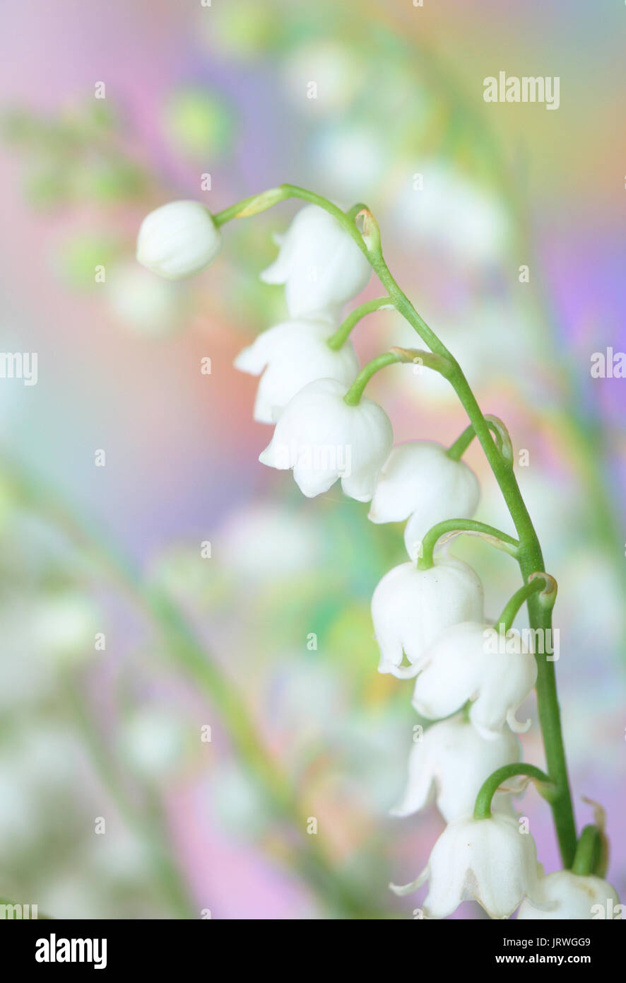 Lily of the valley bunch hi-res stock photography and images - Alamy