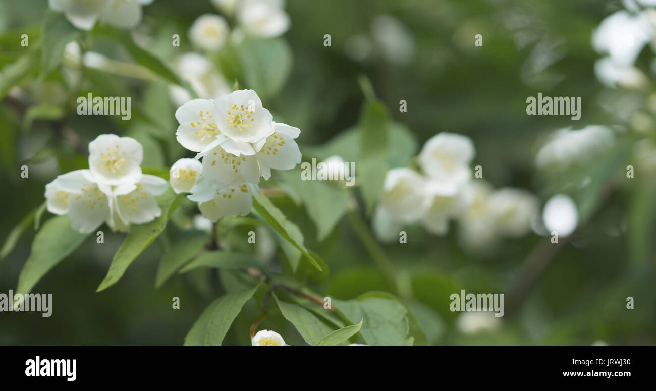 white jasmine flowers in cloudy day Stock Photo