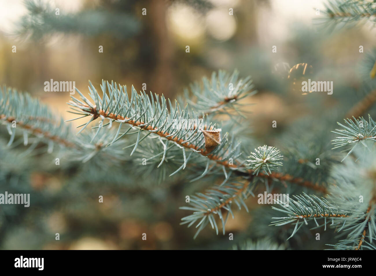 blue spruce twig with hoar frost in autumn morning Stock Photo