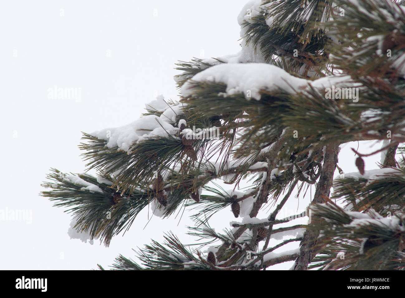 Pine tree branches with snow on top Stock Photo