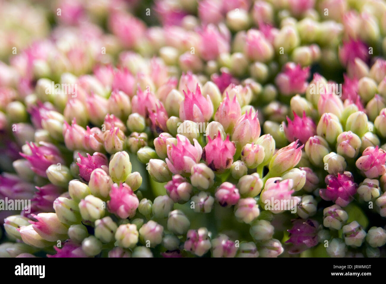 Closeup of pink and white Showy Sedum “iceberg” flower buds (Showy Stonecrop plant, Sedum spectabile, Hylotelephium spectabile) Stock Photo