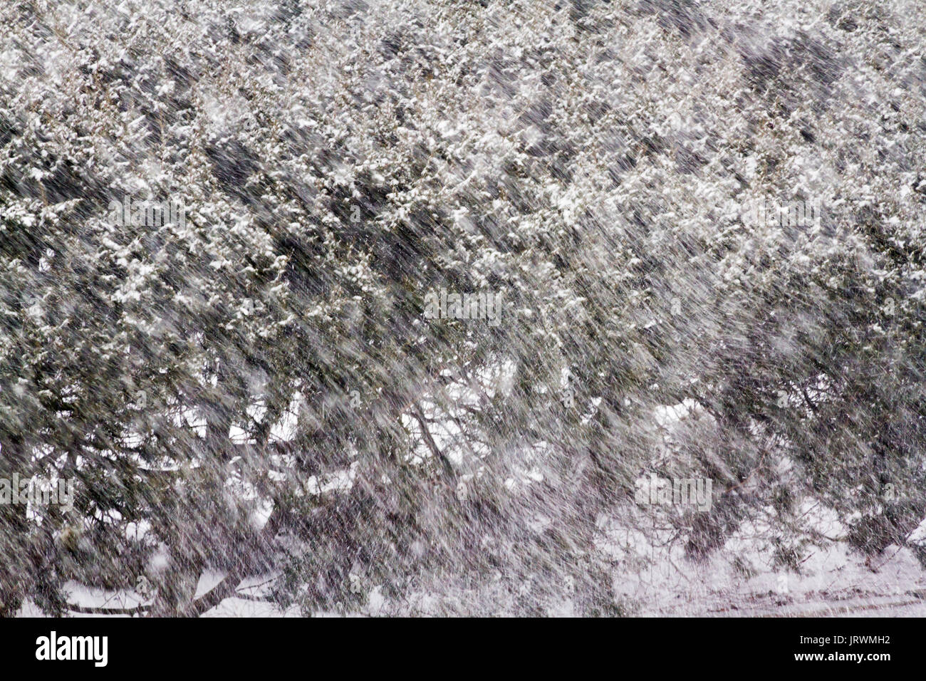 Bushes in heavy snowfall during a New England nor'easter winter storm Stock Photo