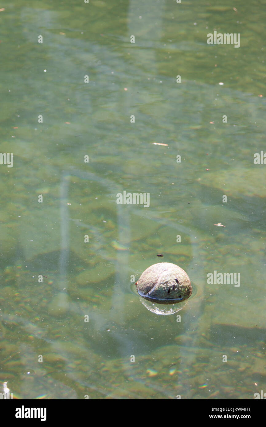 Tennis ball floating in shallow water Stock Photo