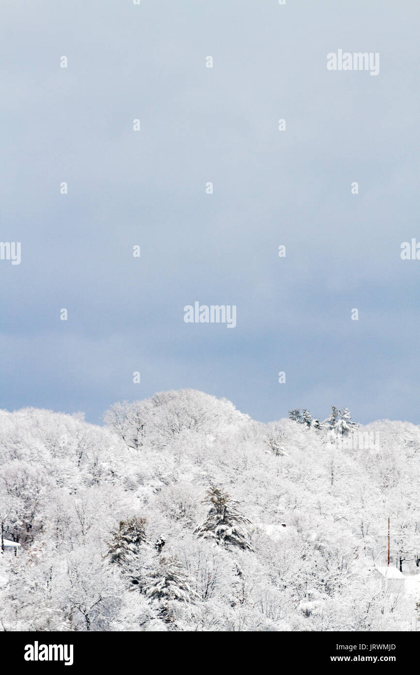 Snow covered trees and blue sky Stock Photo - Alamy