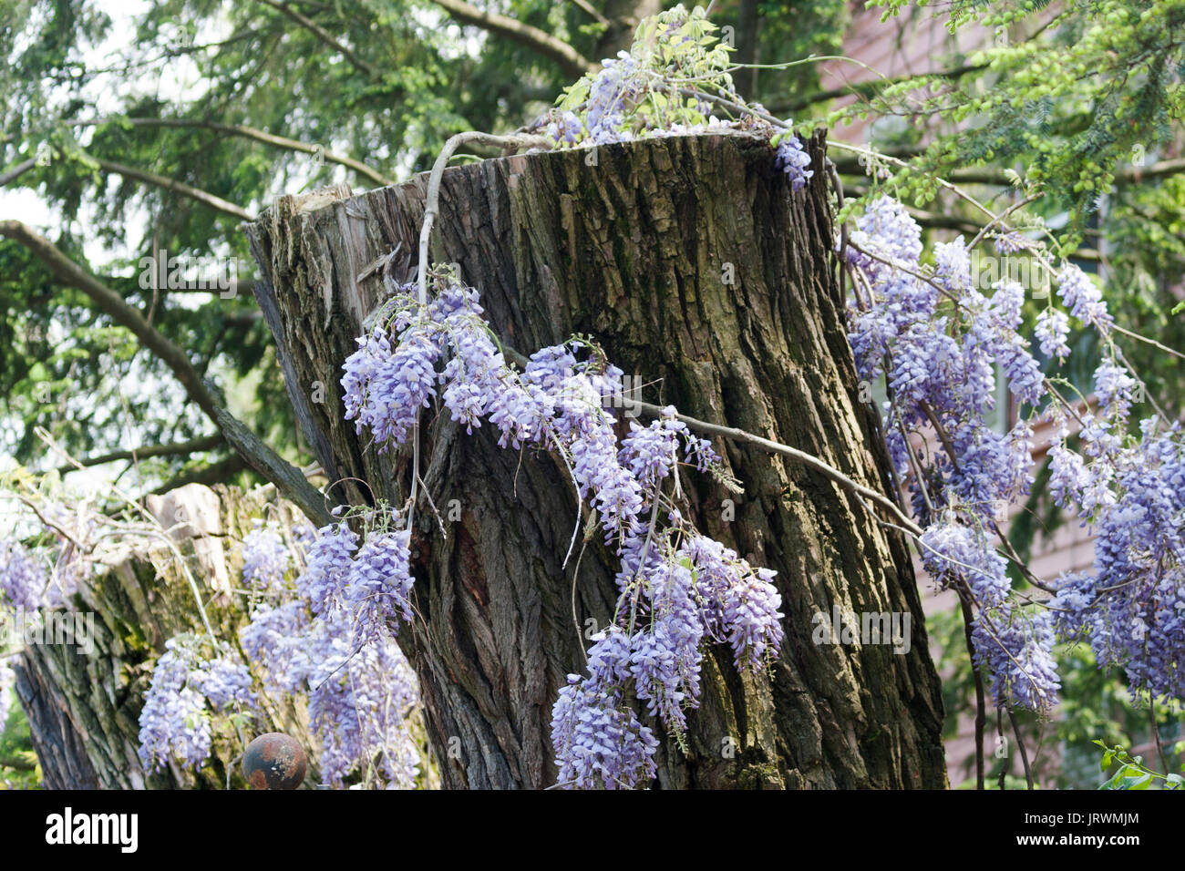 Purple wisteria growing on an old tree stump Stock Photo - Alamy