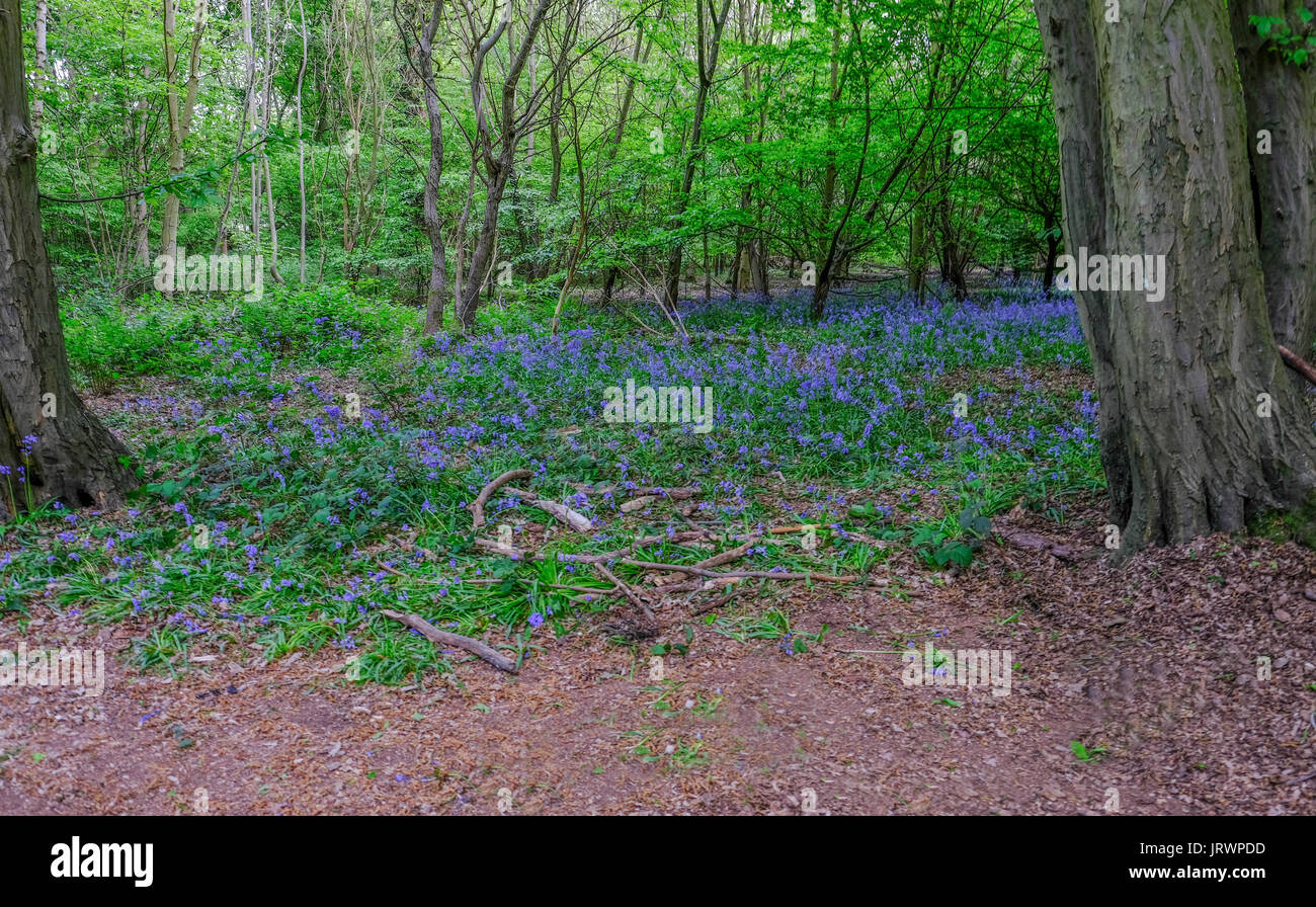 Spring Bluebells in the woods with a clearing in the foreground. Stock Photo