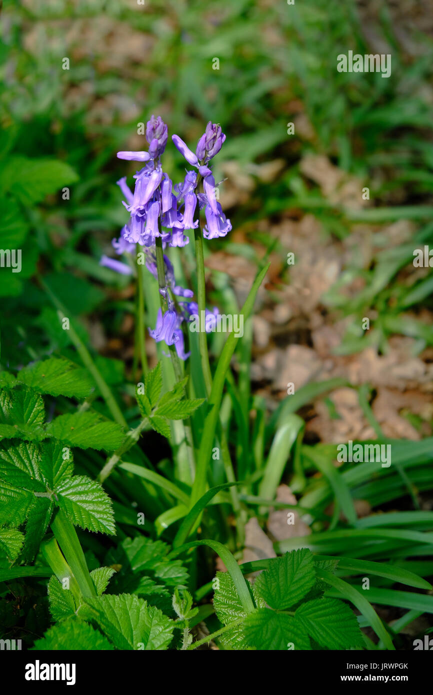 Single bluebell flowering in its natural environment  with nice light on the flowers. Stock Photo