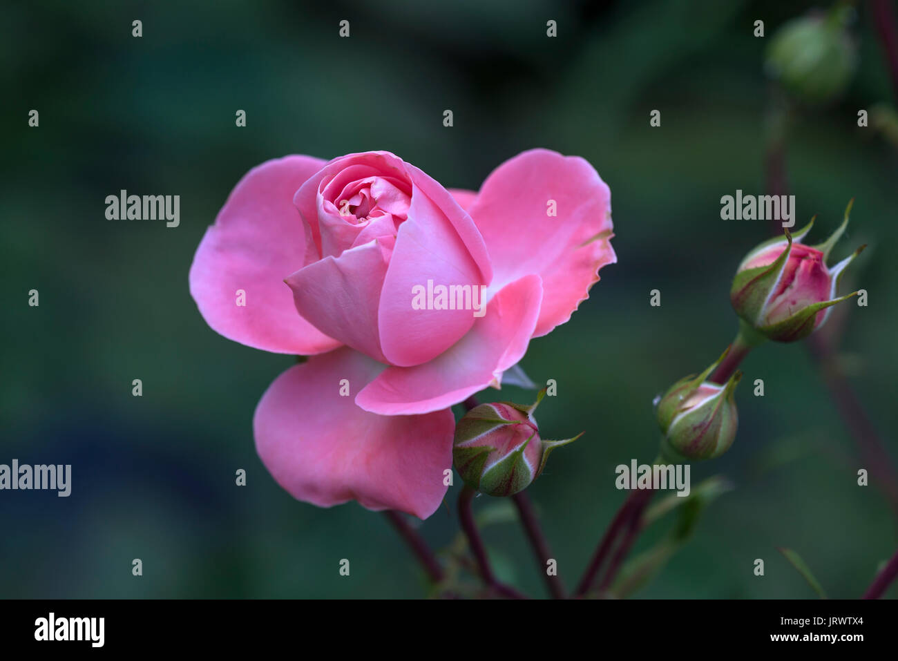 Rose blossom with bud (Rosa), Bavaria, Germany Stock Photo