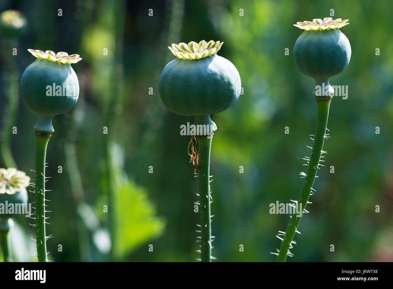 Seed vessels of opium poppy (Papaver somniferum), Bavaria, Germany Stock Photo