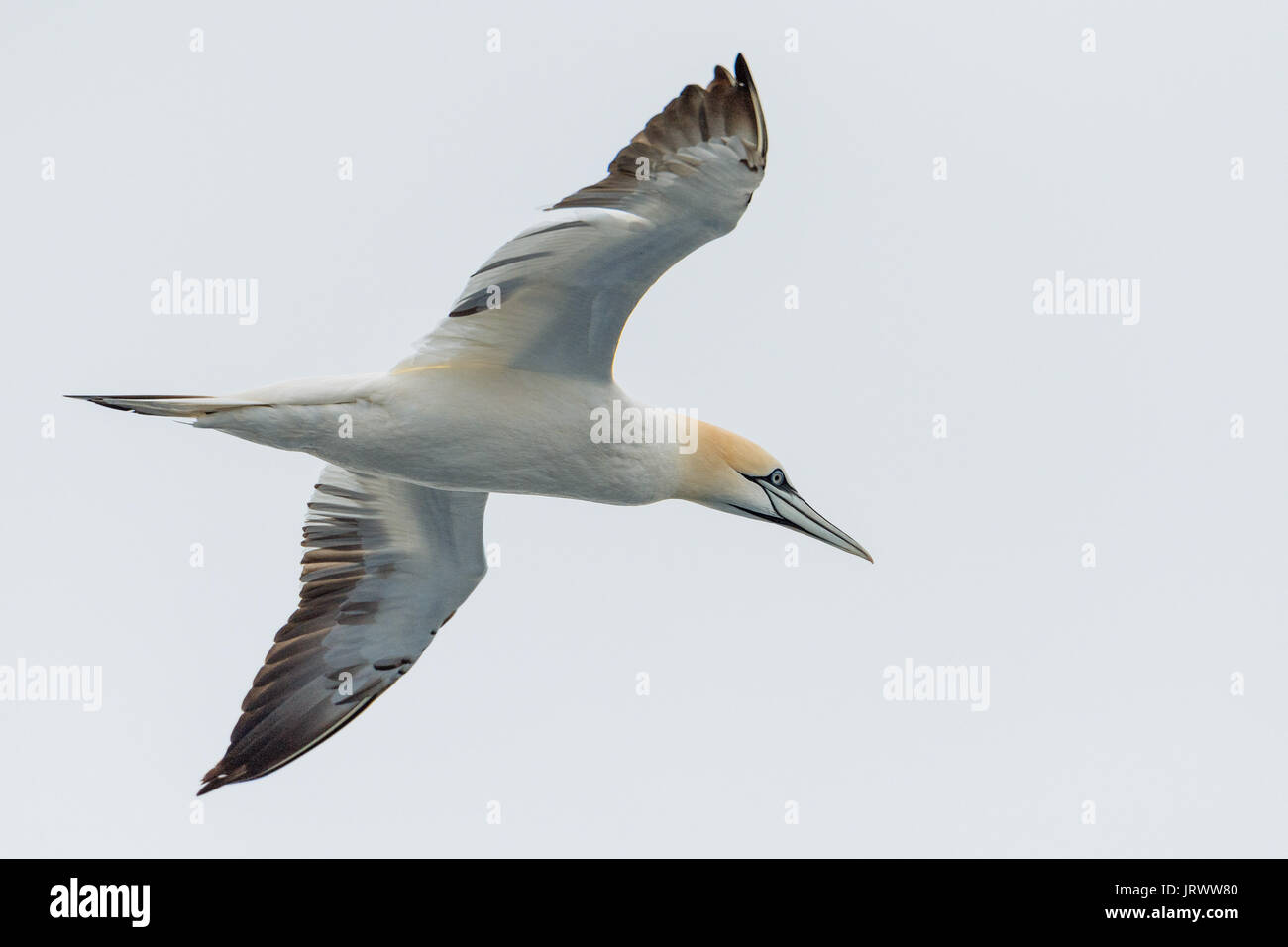 Northern gannet (Morus bassanus) in flight, North Sea, Denmark Stock Photo