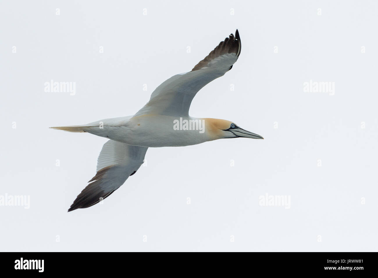 Northern gannet (Morus bassanus) in flight, North Sea Stock Photo