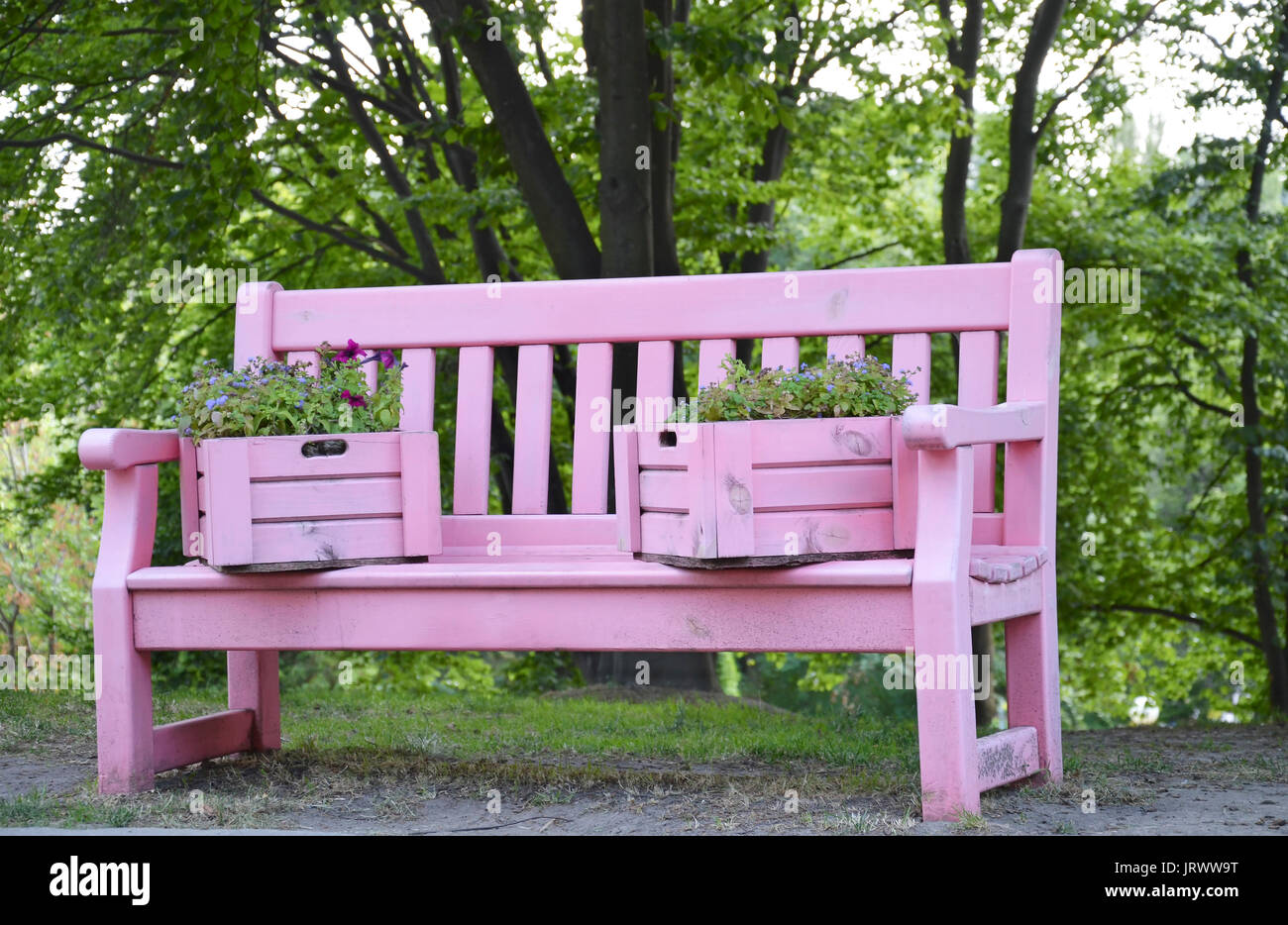 In the summer in the park a beautiful pink bench, with flowering plants in ornamental wooden pink boxes Stock Photo