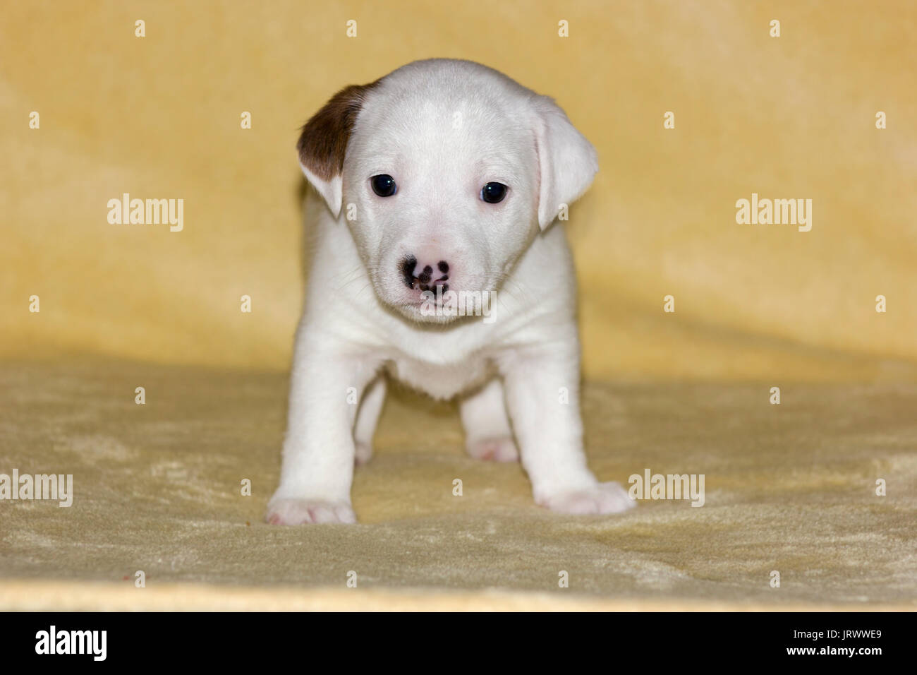 Little puppy of jack russell terrier on beige background Stock Photo - Alamy