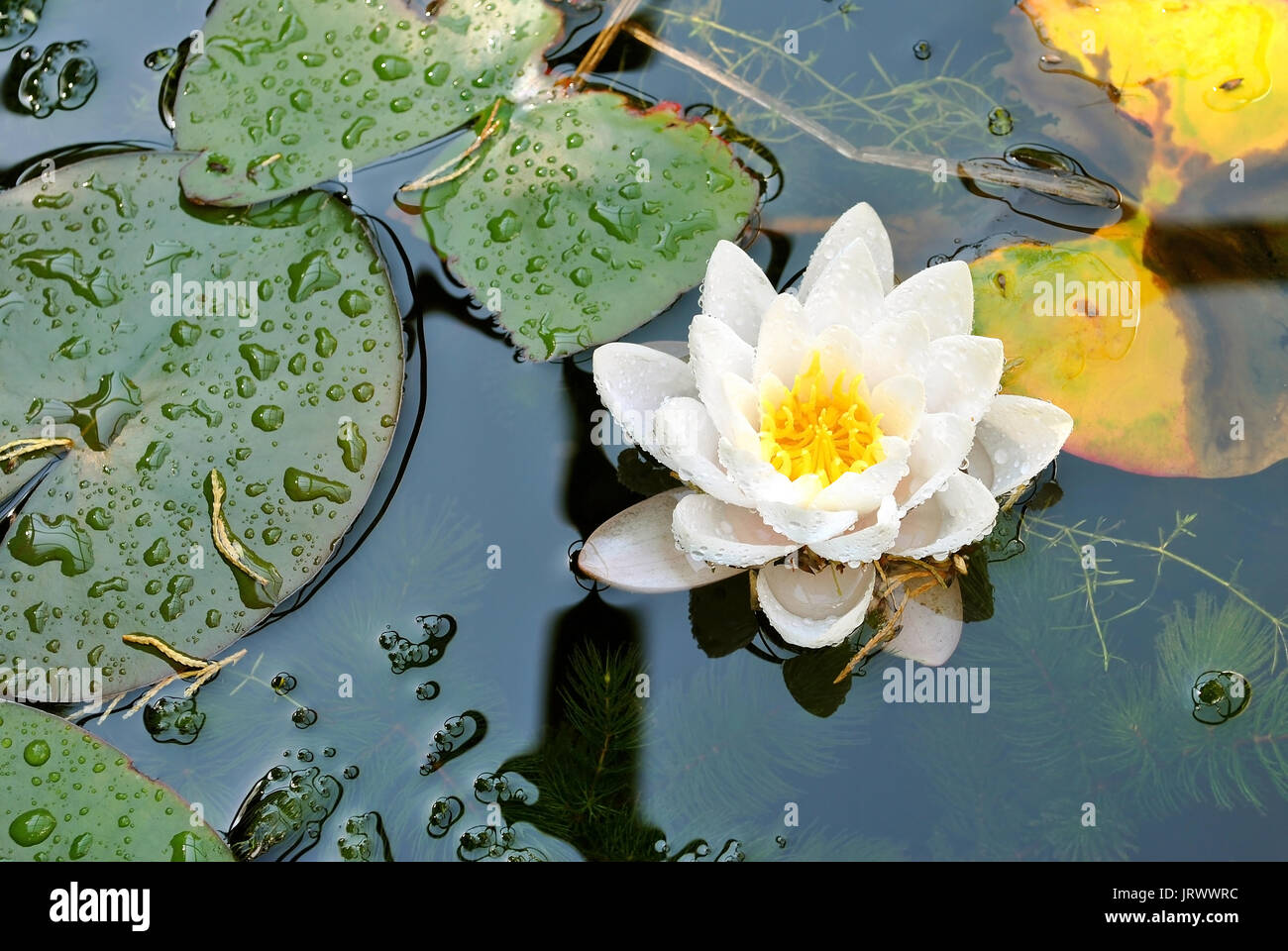 Water lilies Latin name Nymphaea lutea flowers Stock Photo