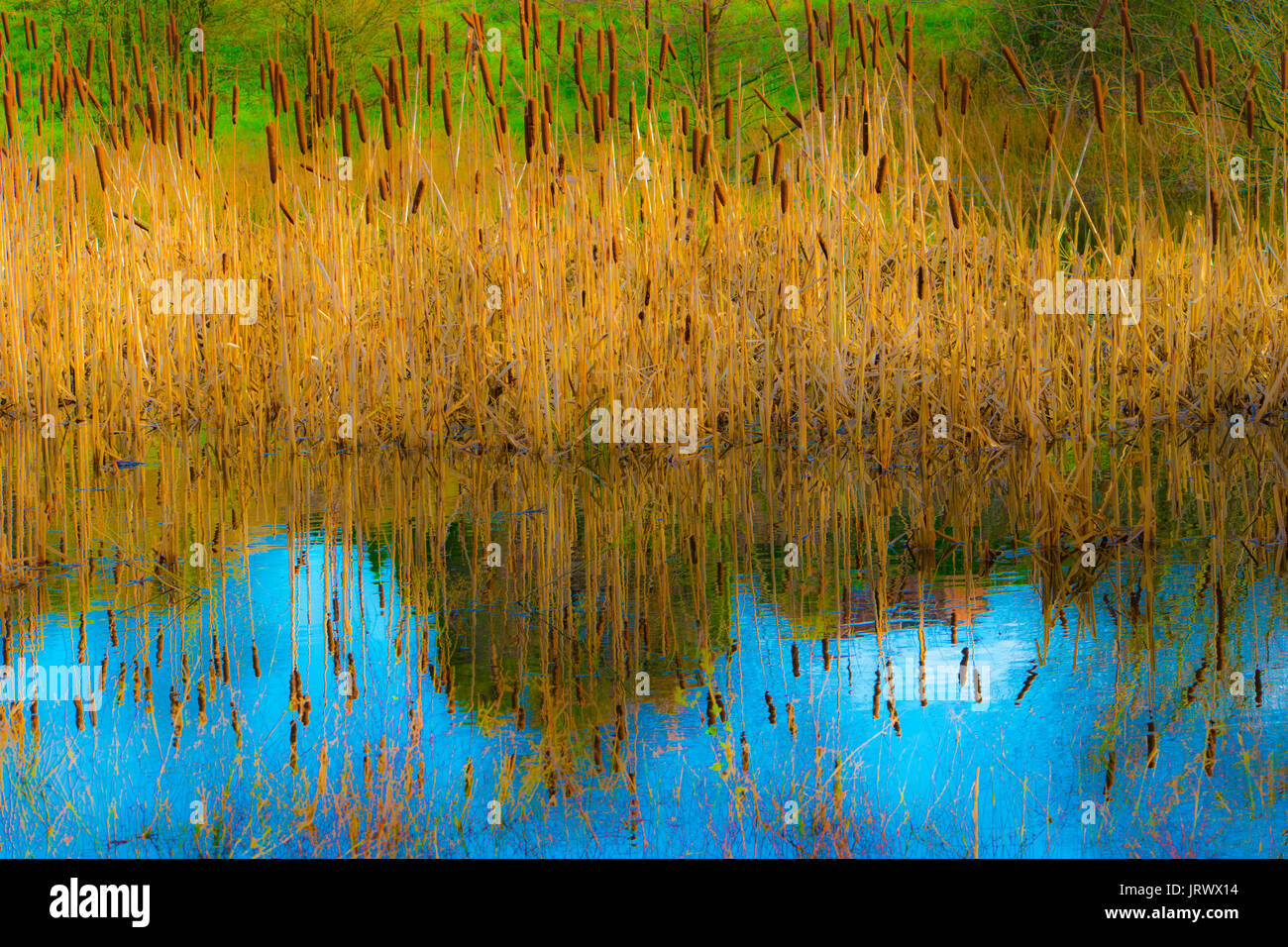 Bullrush hi-res stock photography and images - Alamy