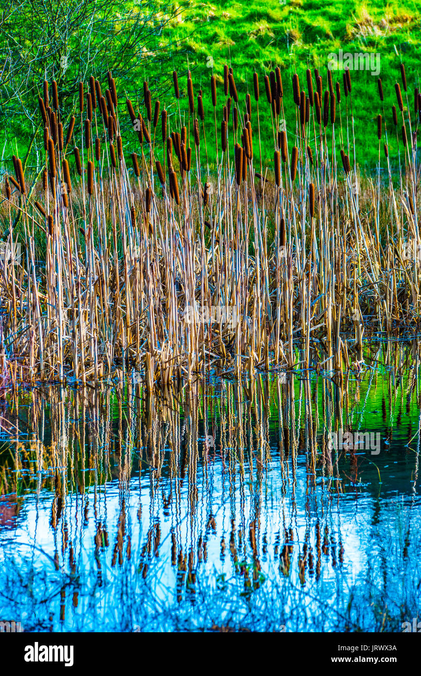 Bullrushes hi-res stock photography and images - Alamy