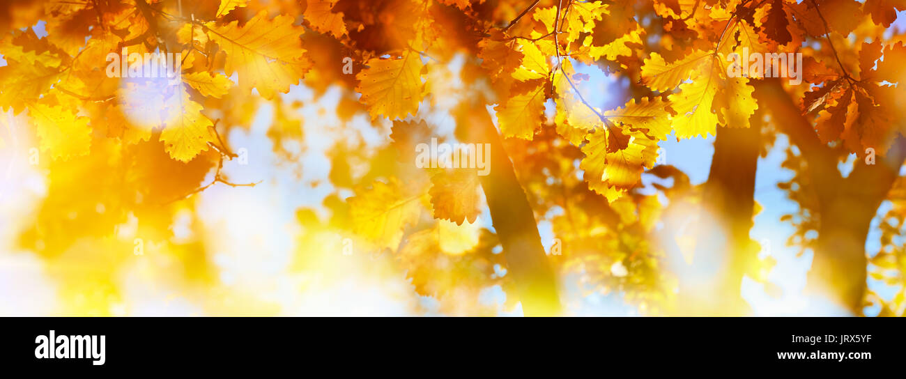 Autumn leaves against blue sky Stock Photo - Alamy