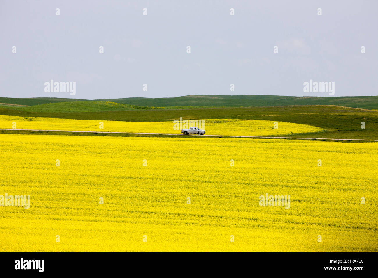 Canola Field Saskatchewan scenic yellow flowers Canada Stock Photo