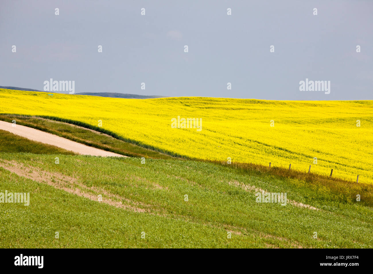 Canola Field Saskatchewan scenic yellow flowers Canada Stock Photo