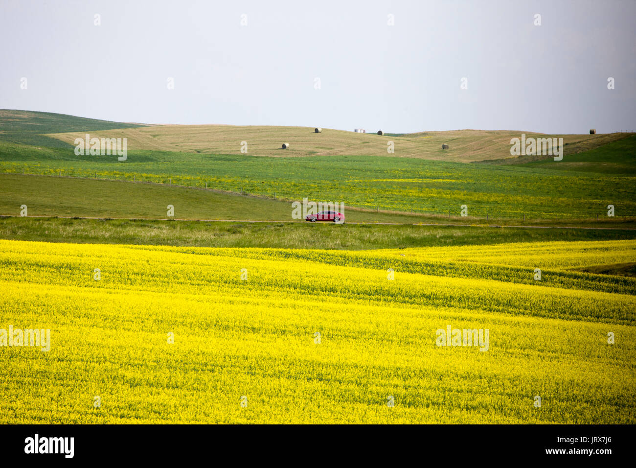 Canola Field Saskatchewan scenic yellow flowers Canada Stock Photo