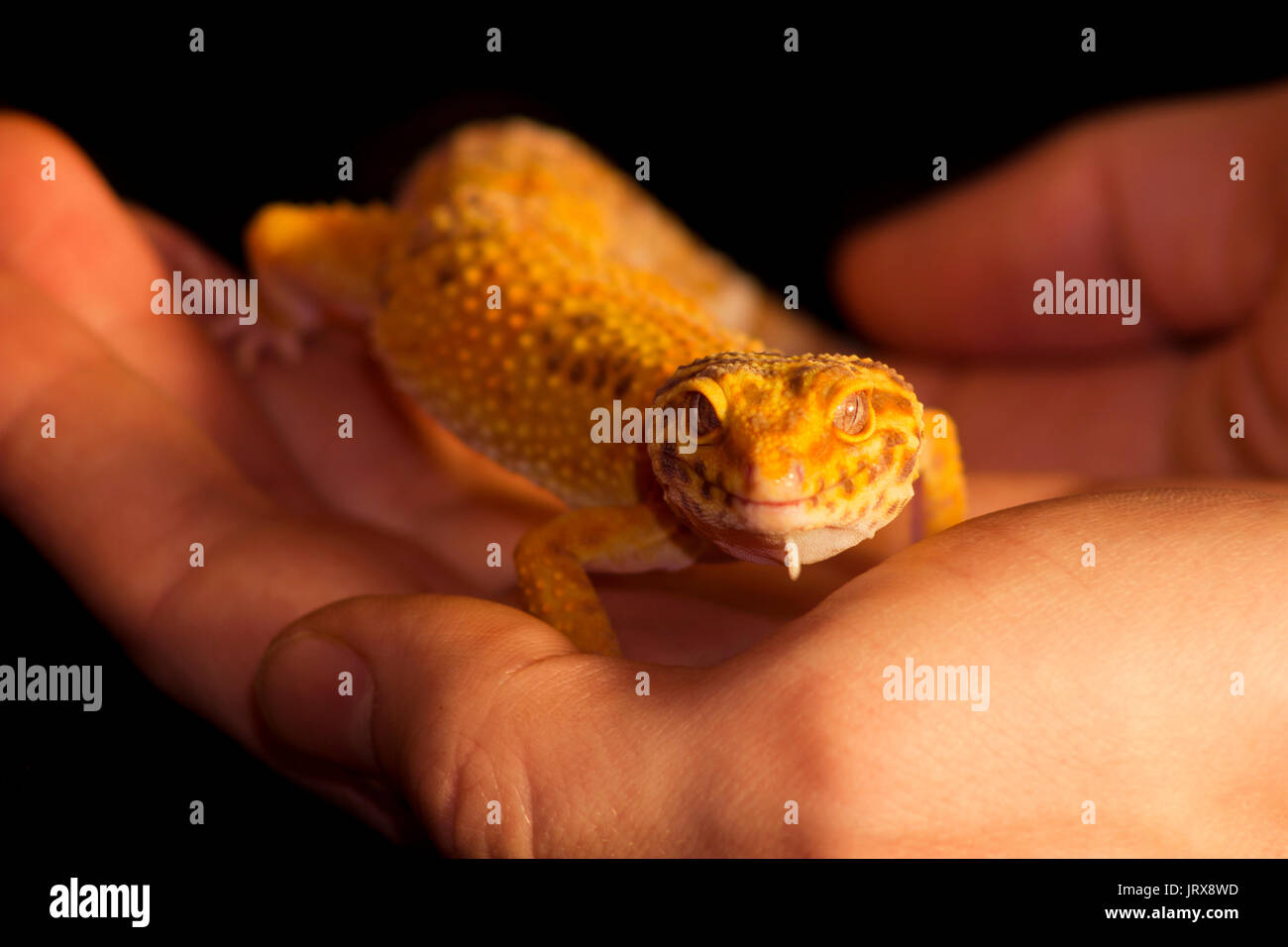 Cute leopard gecko (eublepharis macularius) on black background Stock Photo