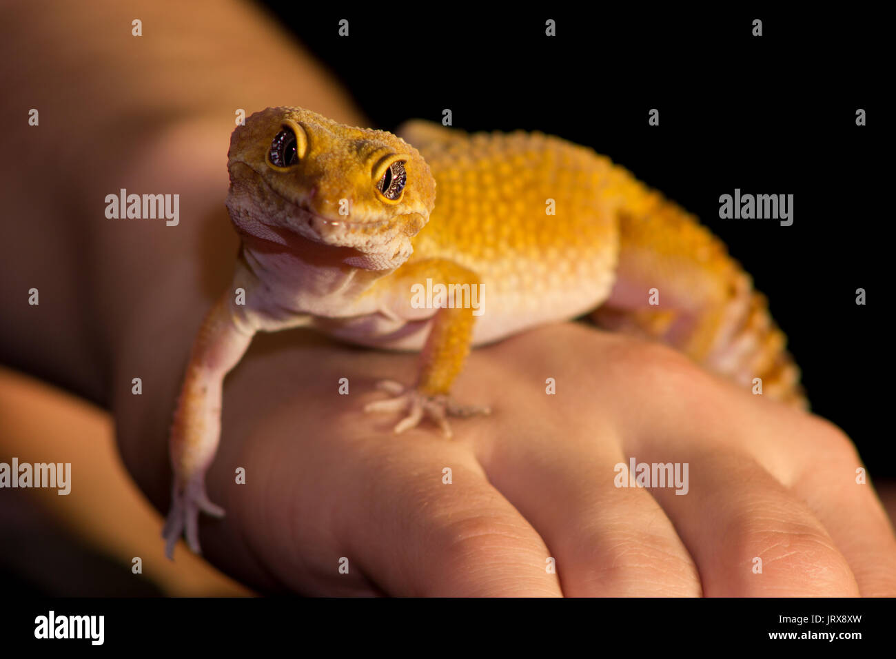 Cute leopard gecko (eublepharis macularius) on black background Stock Photo