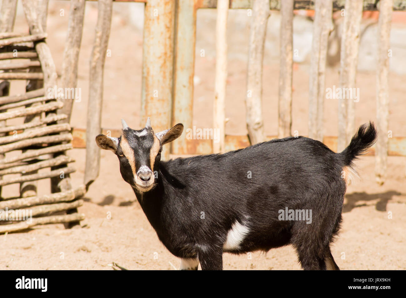 Little goat portrait nature Stock Photo
