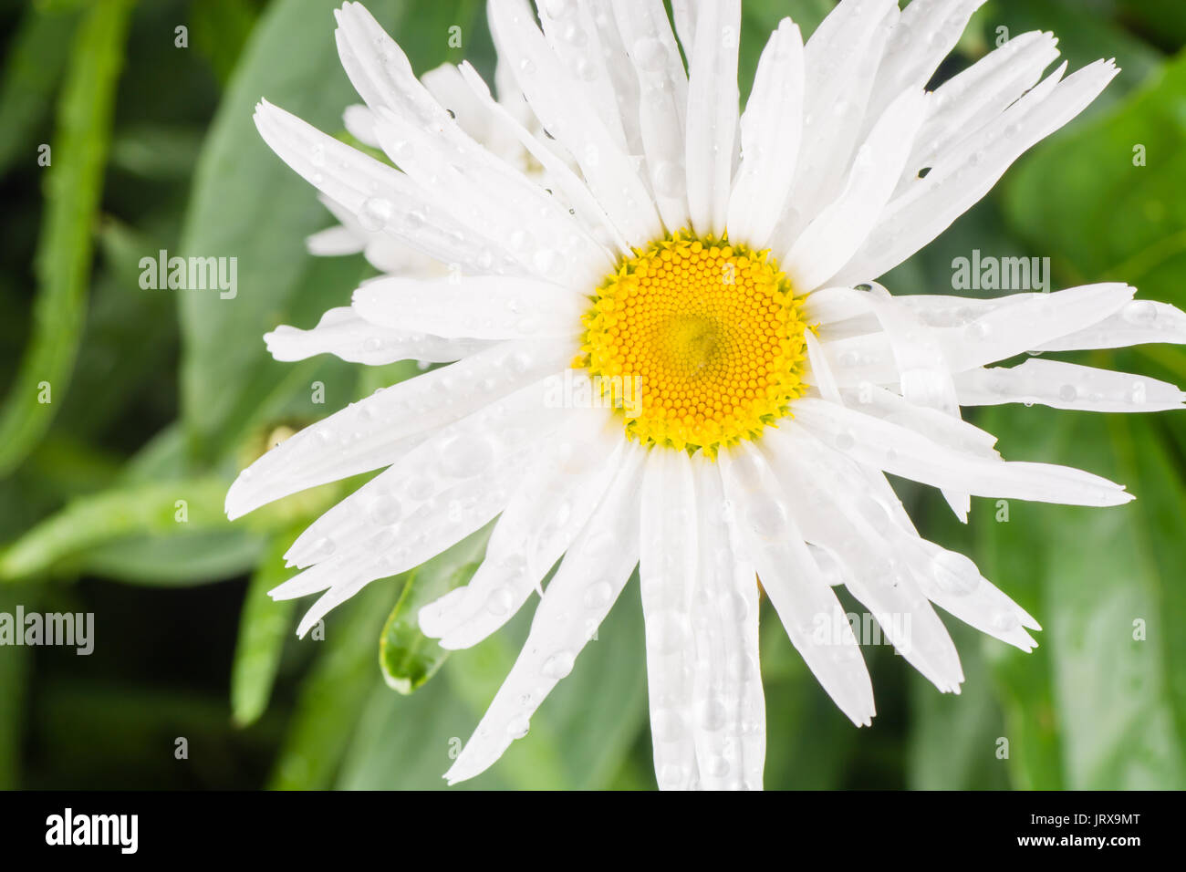 dew on a Daisy in the morning after a rain Stock Photo - Alamy