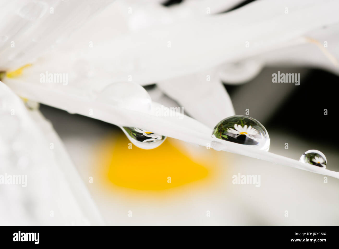 dew on a Daisy in the morning after a rain Stock Photo - Alamy