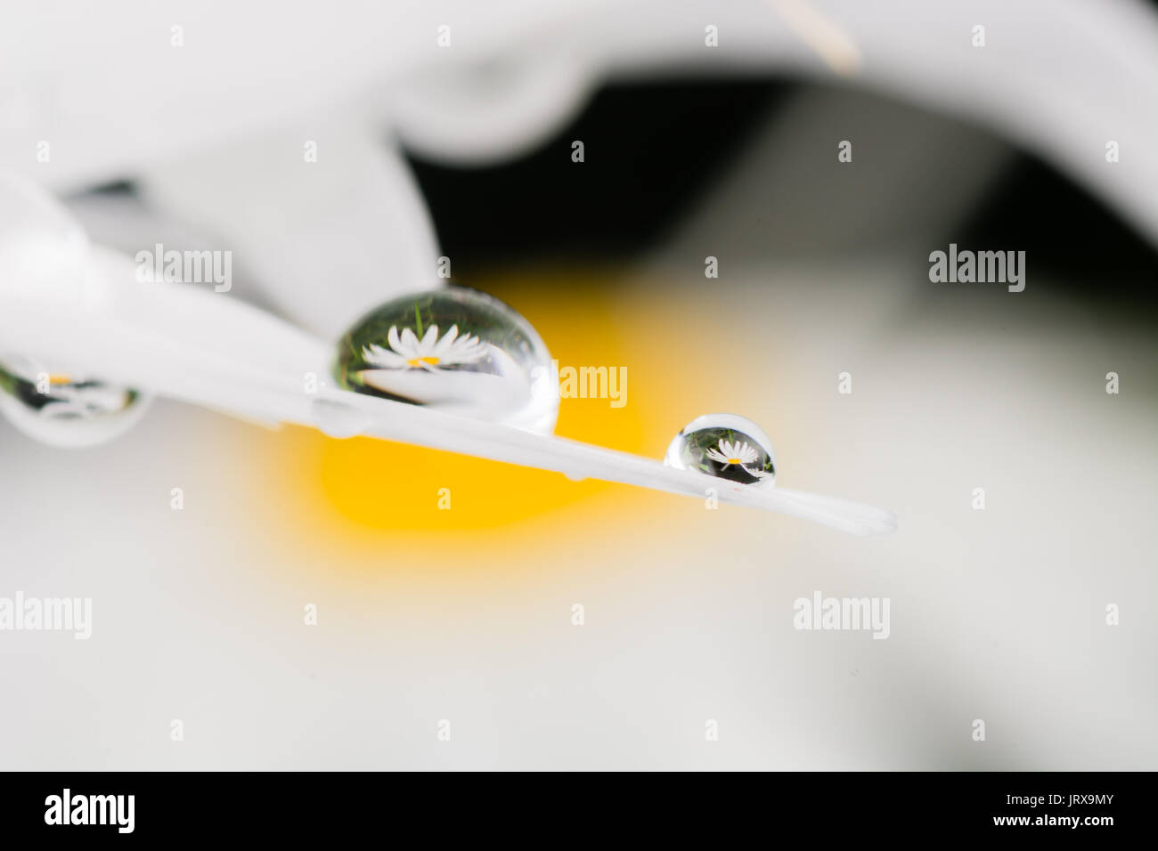 dew on a Daisy in the morning after a rain Stock Photo - Alamy