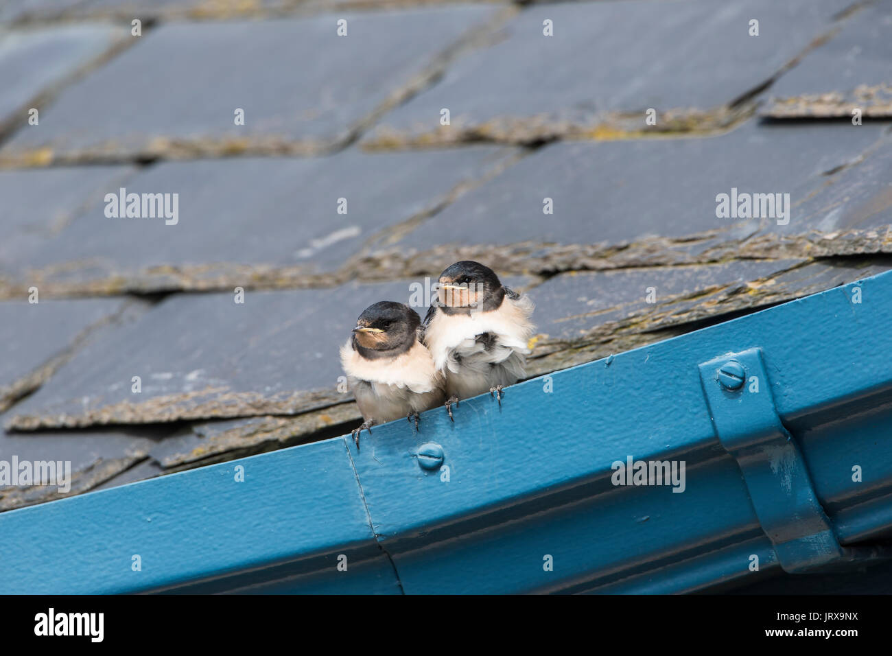 A pair of juvenile swallow chicks Hirundo rustica huddled together on a guttering Stock Photo