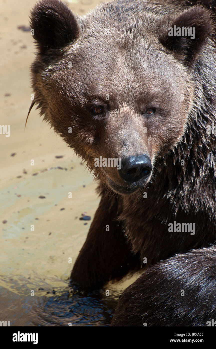 brown bear bathing barcelona zoo Stock Photo