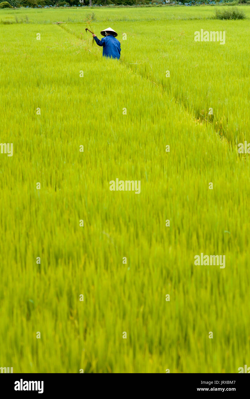 Women tending the rice fields. Hoi An, Vietnam. Vietnam, Quang Nam province, around Hoi An, Rice fields. Stock Photo