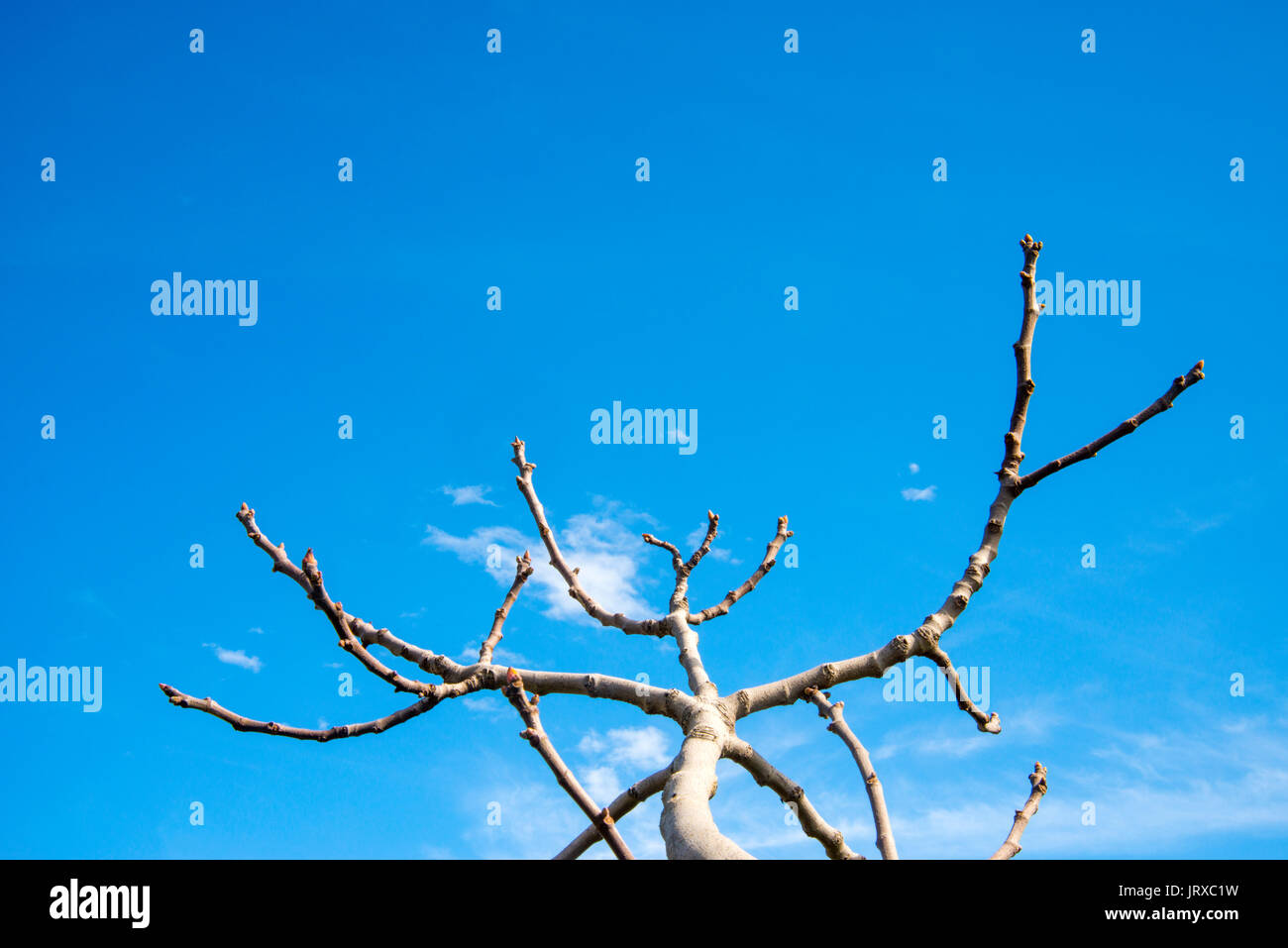 Branches against blue sky. Stock Photo
