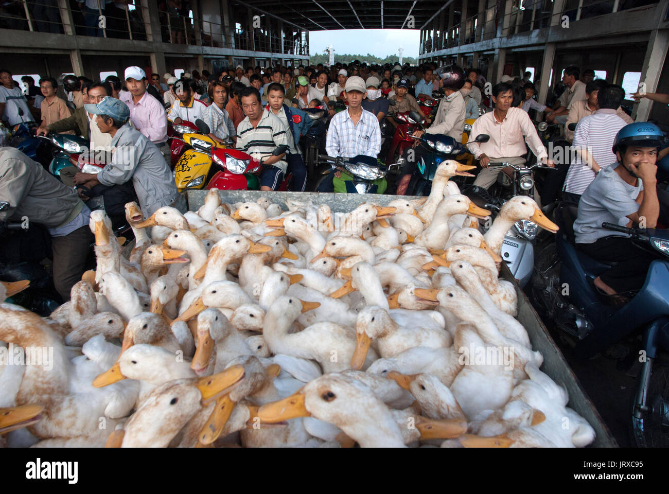 A lot of ducks on the public ferry to cross the Long Vinh Co Chien River. Mekong Delta. Stock Photo