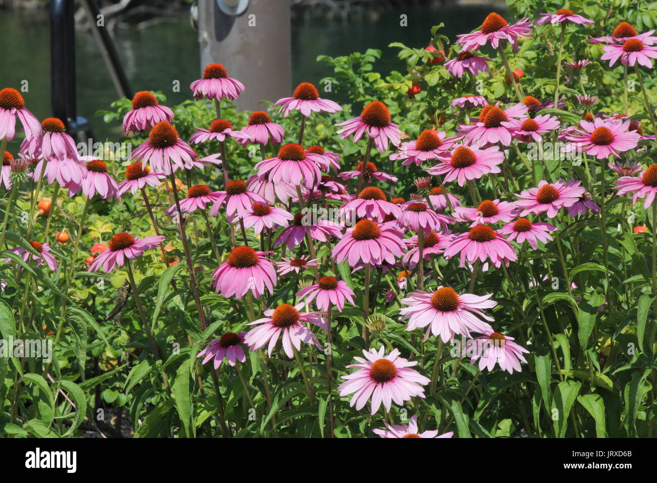 Purple Coneflowers growing in a small public flower garden Stock Photo