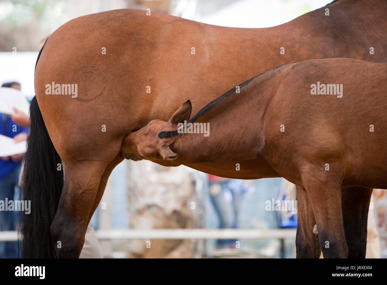 Horse breeding of his mother during an equestrian championship, Andalusia, Spain Stock Photo