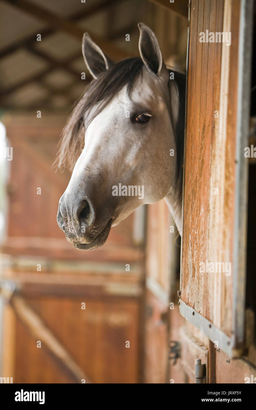 Spanish white horse of pure race in a stable, Andalusia, Spain Stock