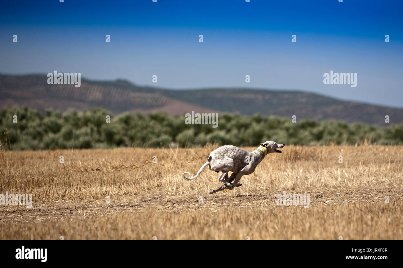 The Greyhound is a breed of dog native of Spain, so it is also known as Spanish galgo. Stock Photo