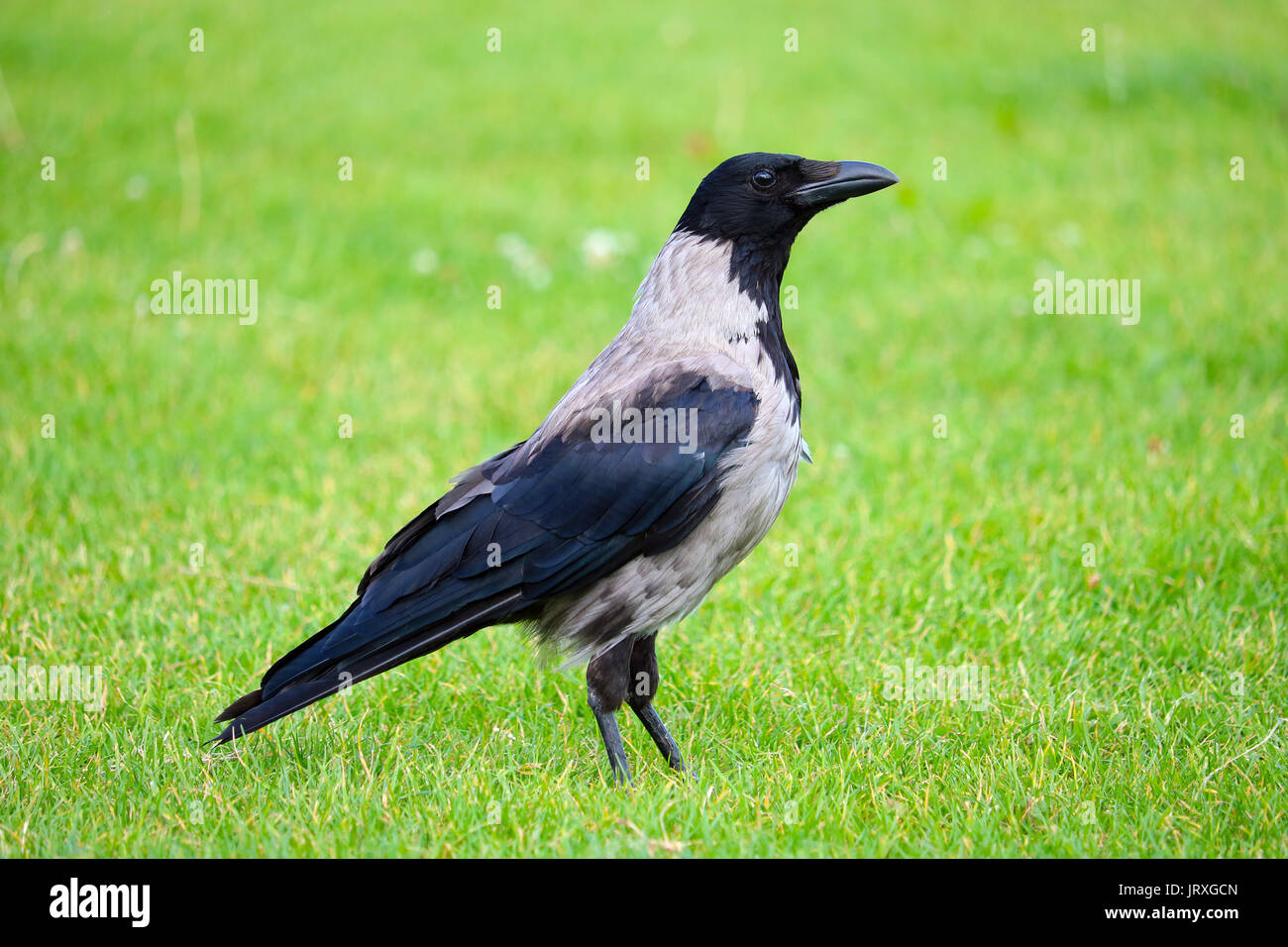 crow bird sitting on a green summer meadow in a park in berlin Stock Photo
