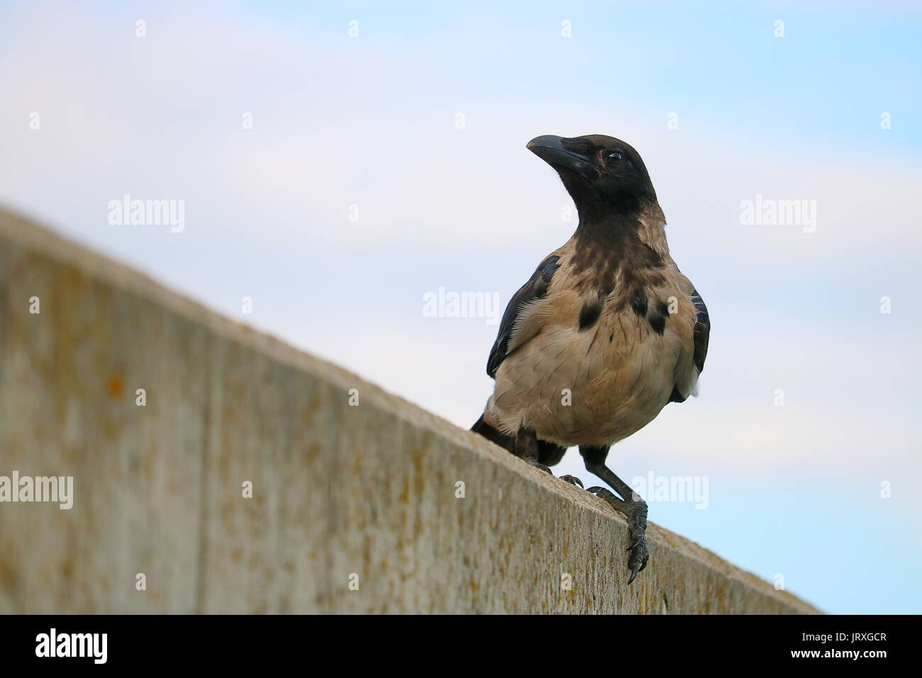 crow bird sitting on a wall under a clouded blue sky in berlin Stock Photo