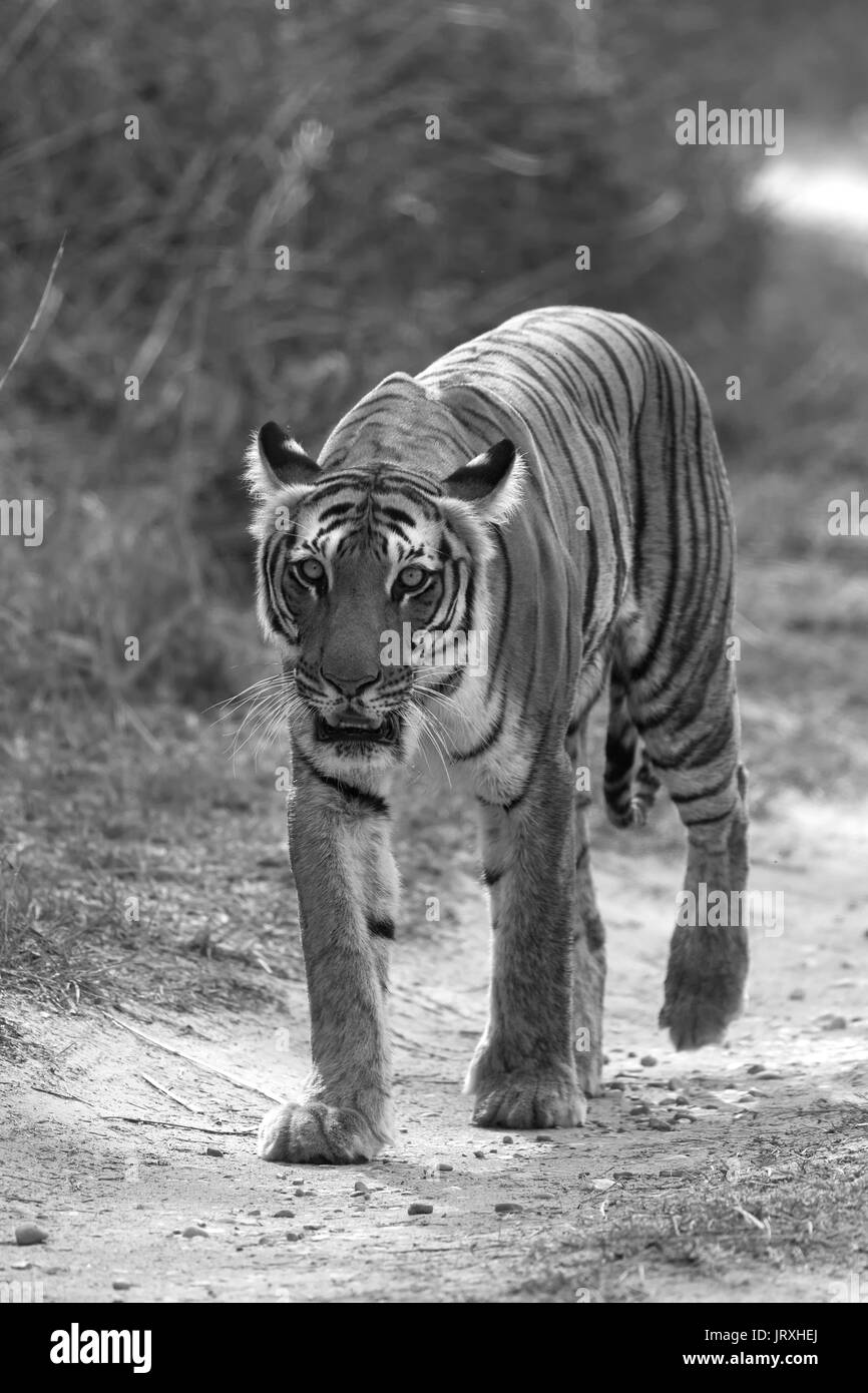 Bengal Tiger or Panthera Tigris Tigris or Indian Tiger at Jim Corbett National Park, Uttarakhand, India Stock Photo