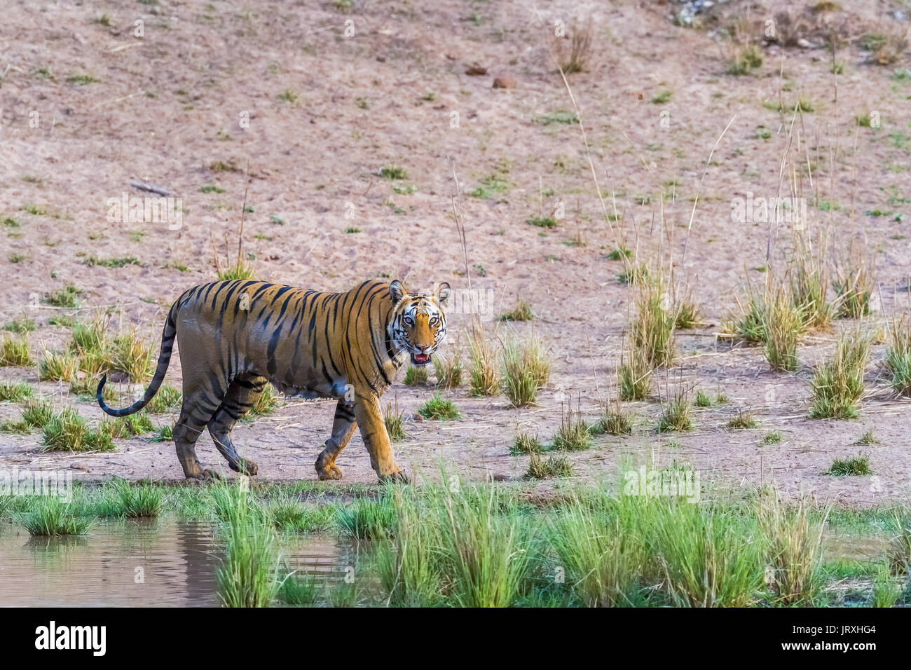 Royal Bengal Tiger or Panthera tigris tigris or Indian Tiger beside a water body at Bandhavgarh National Park, MadhyaPradesh India Stock Photo