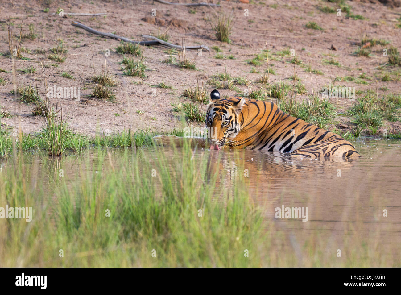 Royal Bengal Tiger or Panthera Tigris Tigris or Indian Tiger Mother drinking water at the waterhole at Bandhavgarh Tiger Reserve Madhya Pradesh India Stock Photo