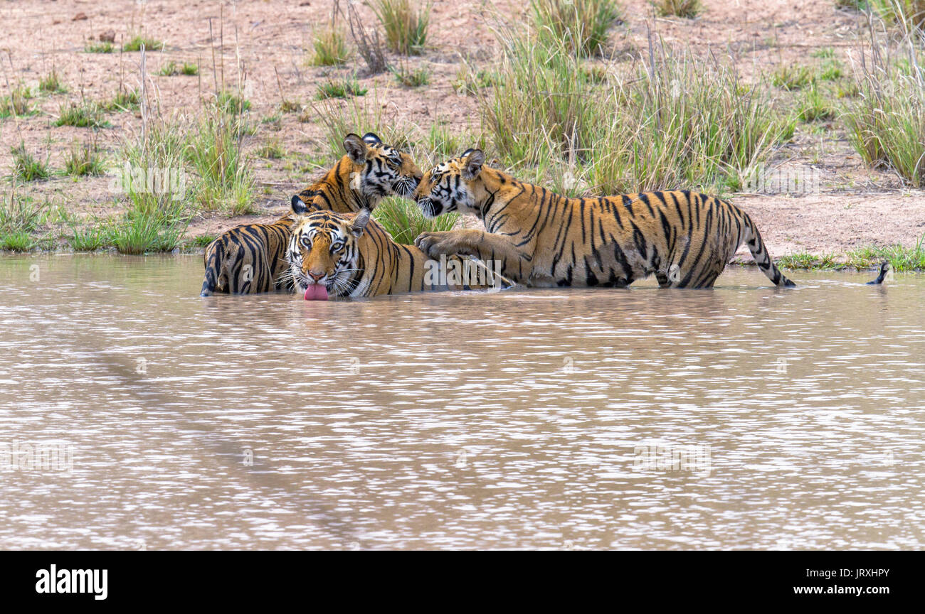 Royal Bengal Tiger or Panthera tigris tigris or Indian Tiger mother and cubs playing in the water at Bandhavgarh National Park, MadhyaPradesh India Stock Photo