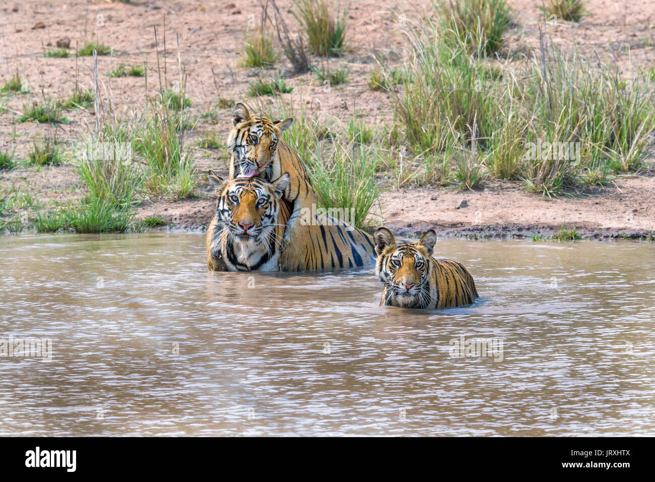 Royal Bengal Tiger or Panthera Tigris or Indian Tigers Mom and Cubs playing at the water in Bandhavgarh National Park,Madhyapradesh India. Stock Photo