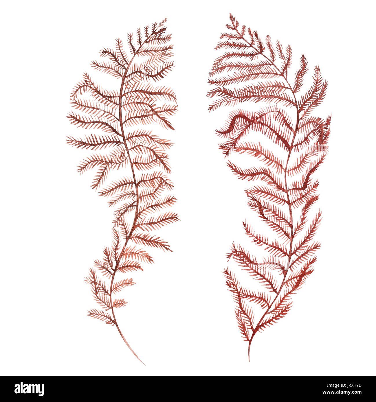 Graphic coral set. Aquarium concept for Tattoo art or t-shirt design isolated on white background Stock Photo - Alamy Graphic coral set. Aquarium concept for Tattoo art or t-shirt design isolated on white background Stock Photo - Alamy