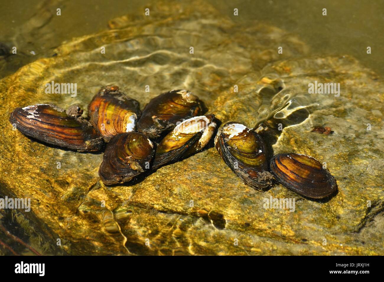 River clams on the rock in a clean river. Anodonta anatina Stock Photo